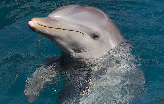 Dolphins nose